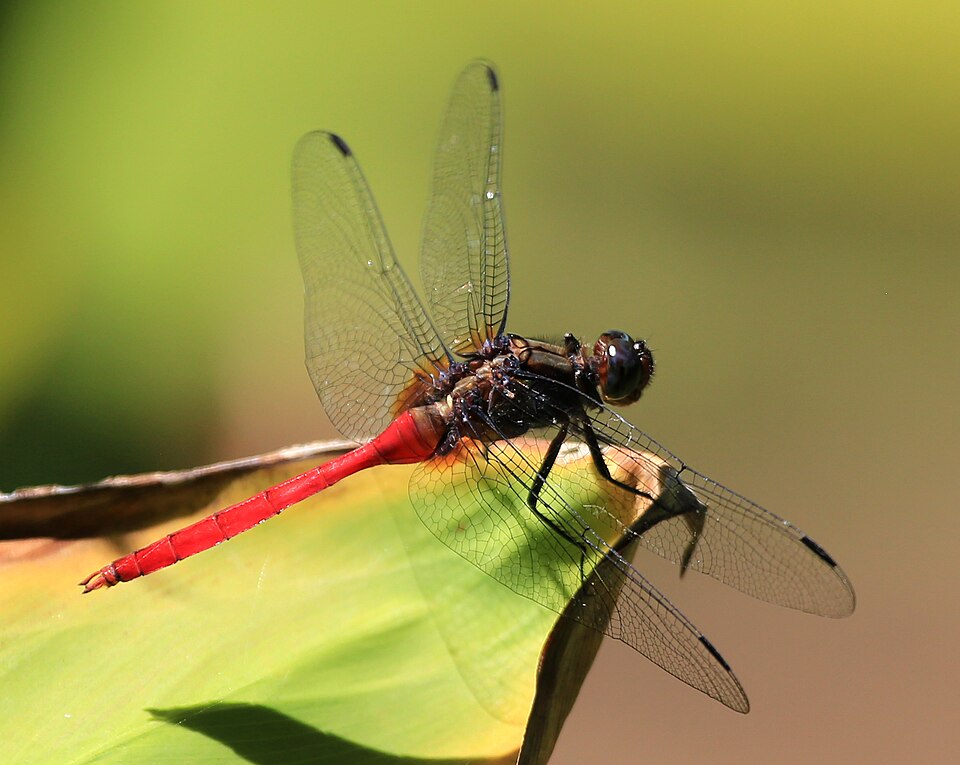 Photo of Fiery skimmer