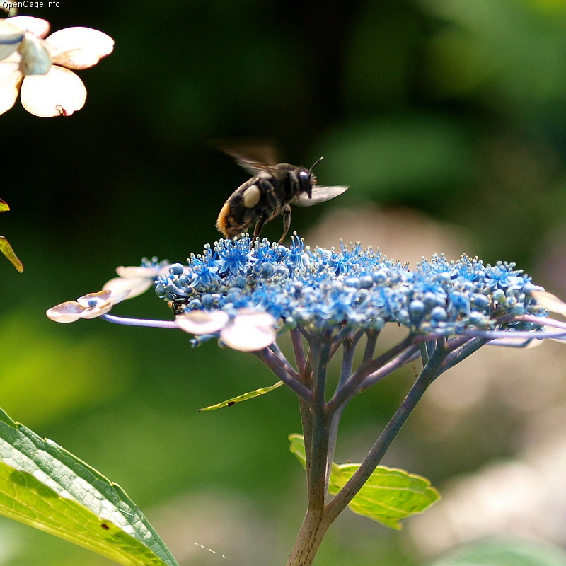 Photo of Fiery-tailed bumble bee