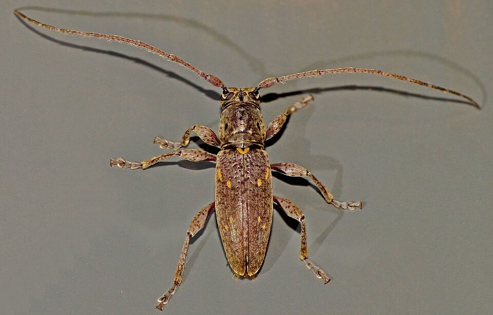 Photo of Fig longhorn beetle