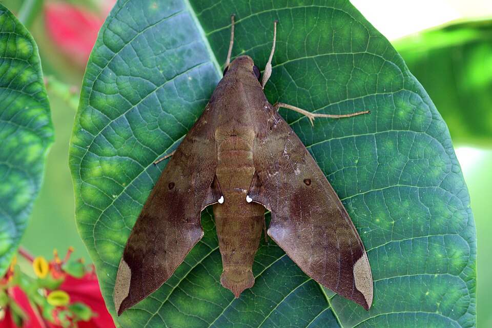 Photo of Fig sphinx
