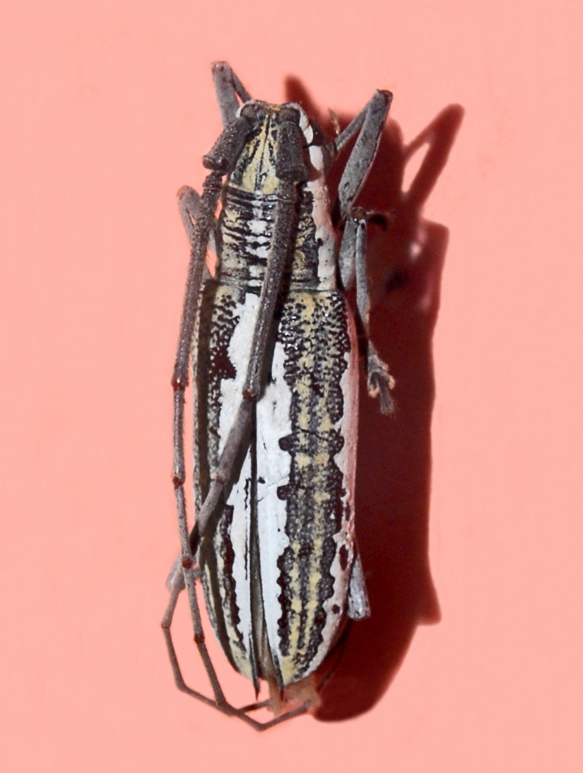 Photo of Fig tree borer