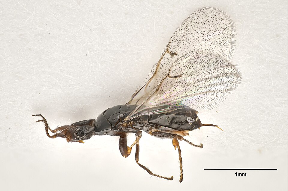 Photo of Fig wasp