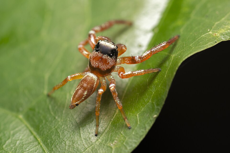 Photo of Fighting spider
