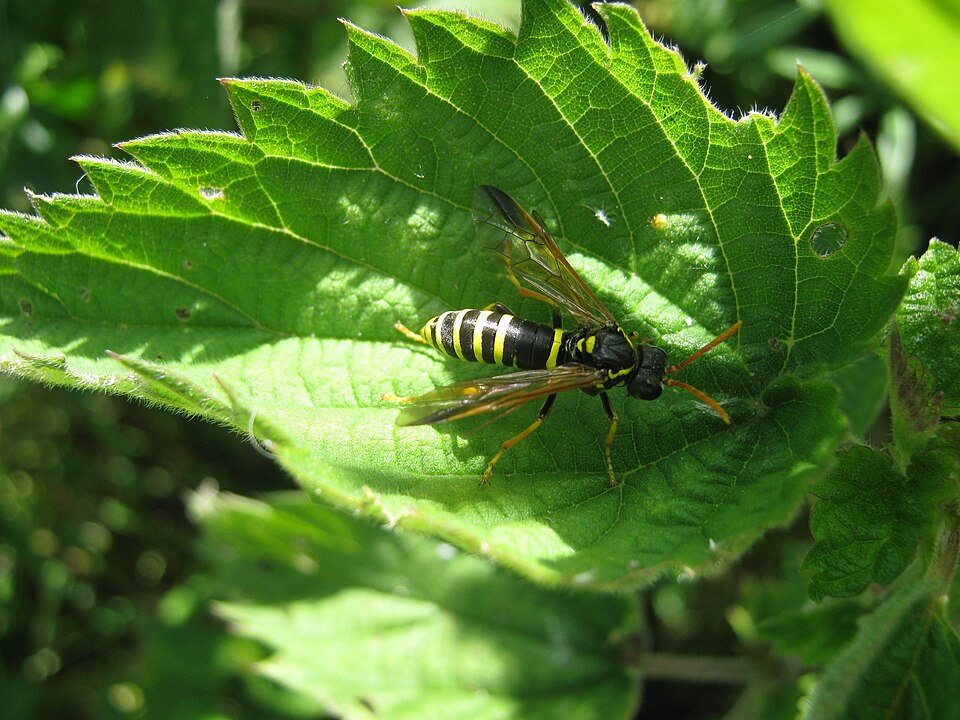 Photo of Figwort sawfly
