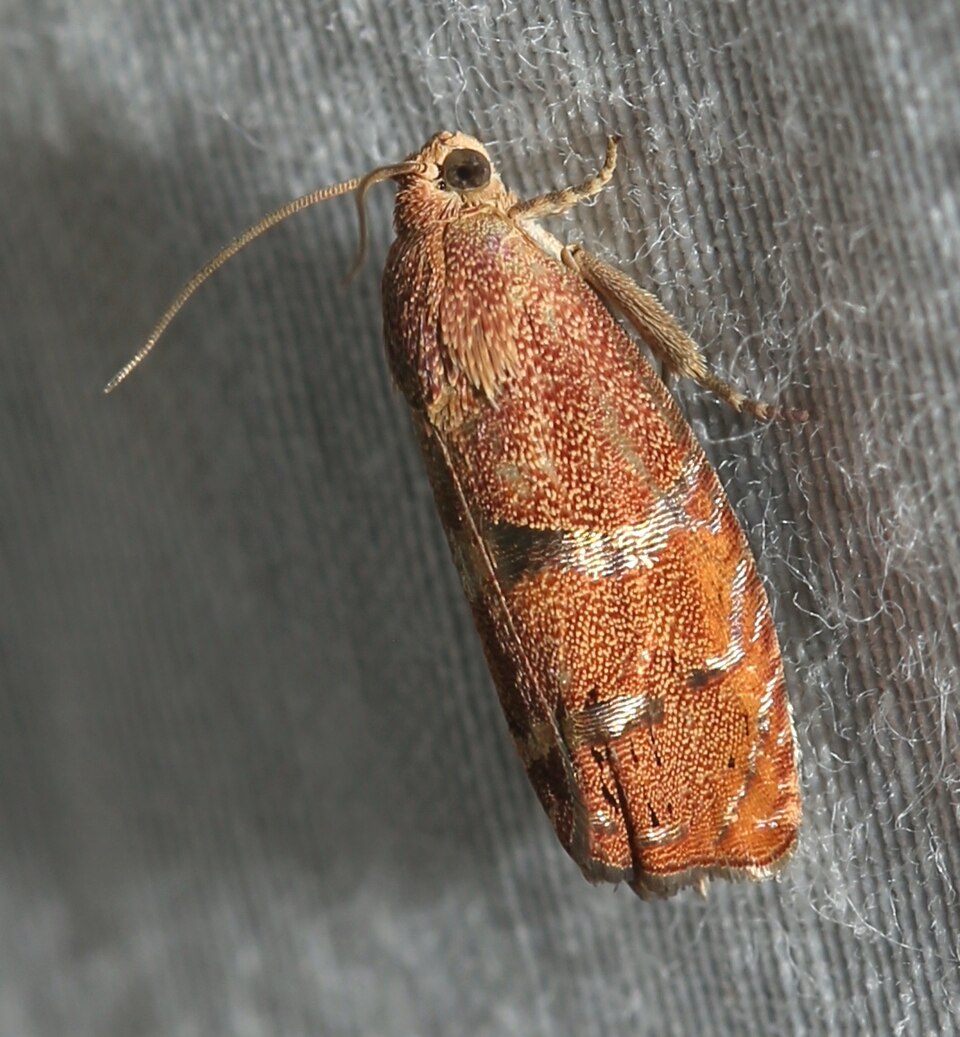 Photo of Filbertworm moth
