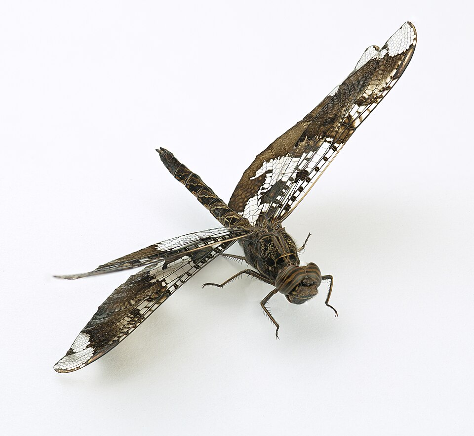 Photo of Filigree skimmer