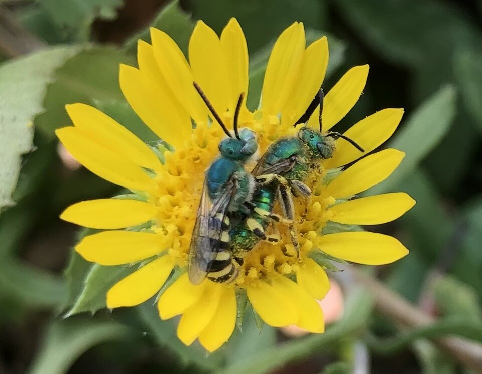 Photo of Fine striped sweat bee