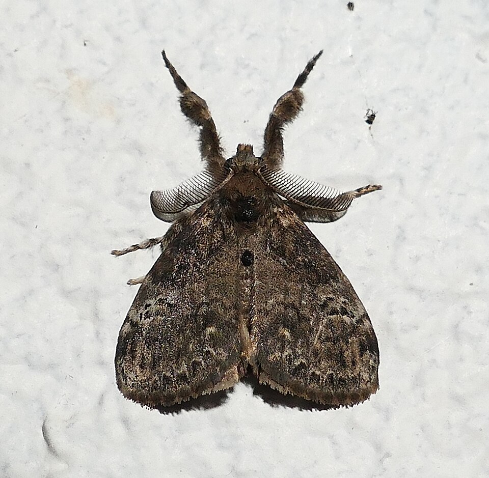 Photo of Fir tussock moth