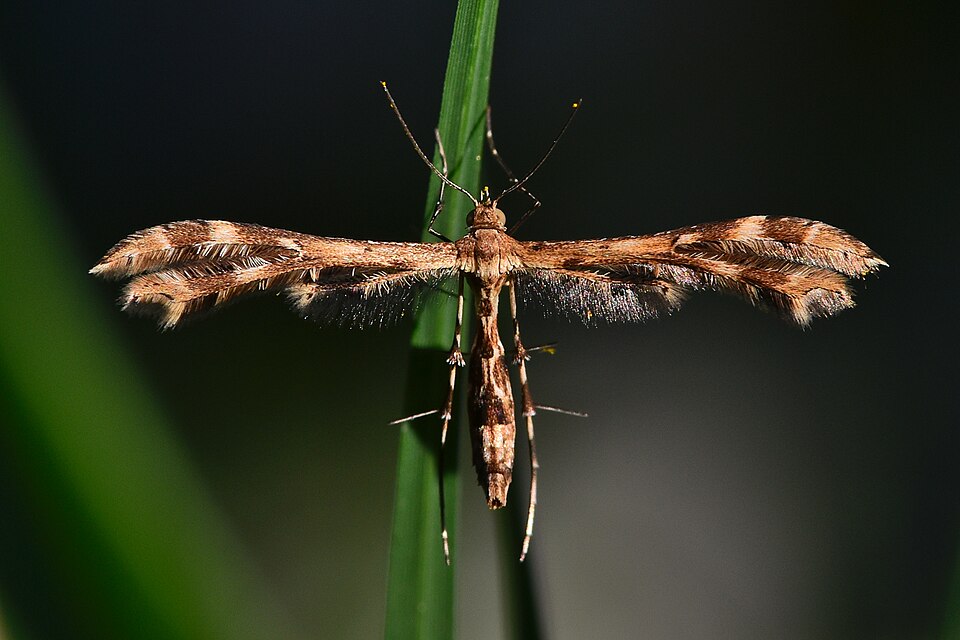 Photo of Fire-flag plume moth
