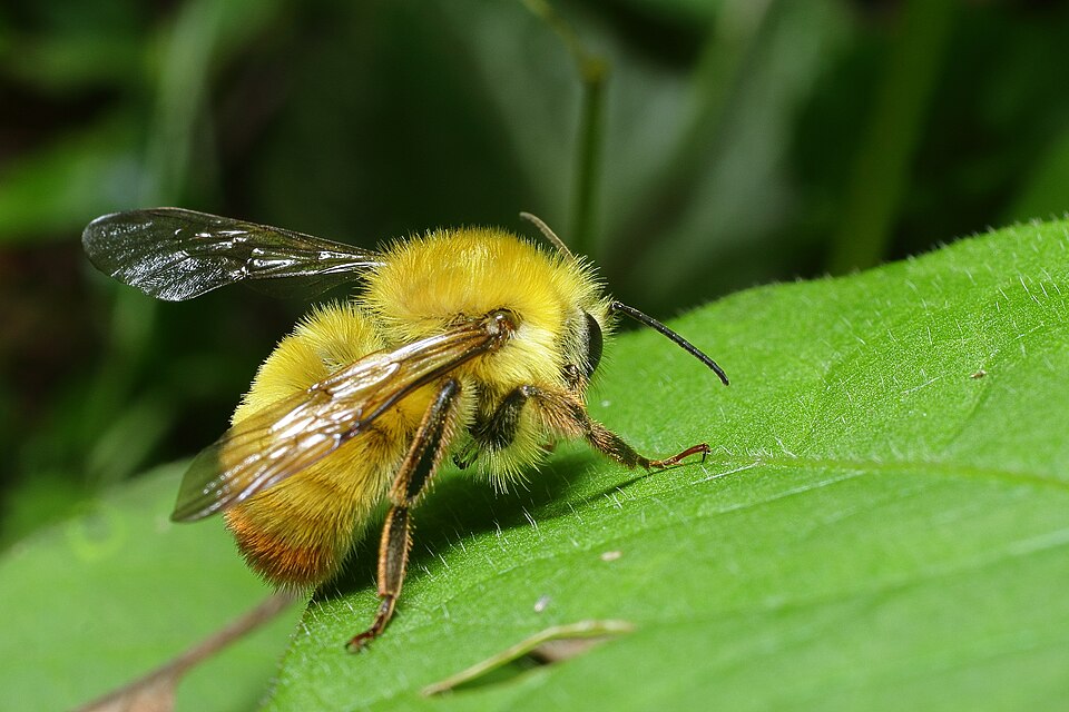 Photo of Fire-tailed bumble bee