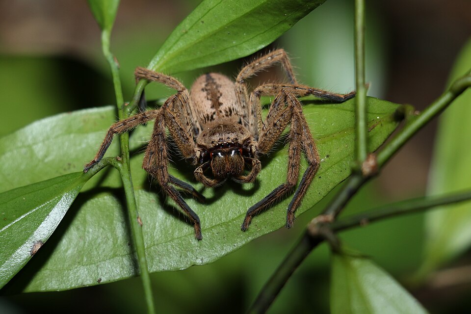 Photo of Fireback huntsman spider