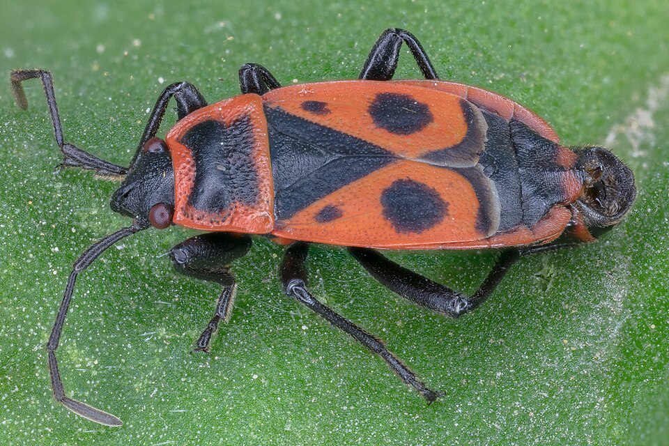 Photo of Firebug