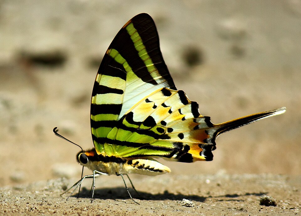 Photo of Five-bar swordtail