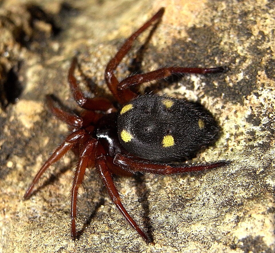 Photo of Five-spotted star-web spider