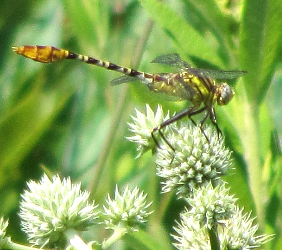 Photo of Flag-tailed spinyleg