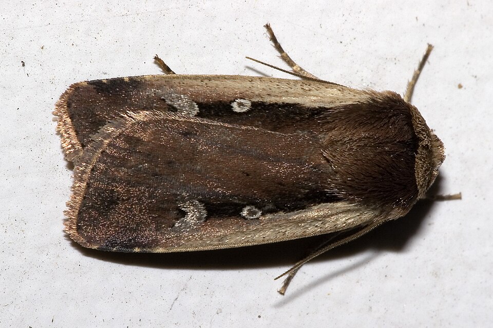 Photo of Flame shoulder moth