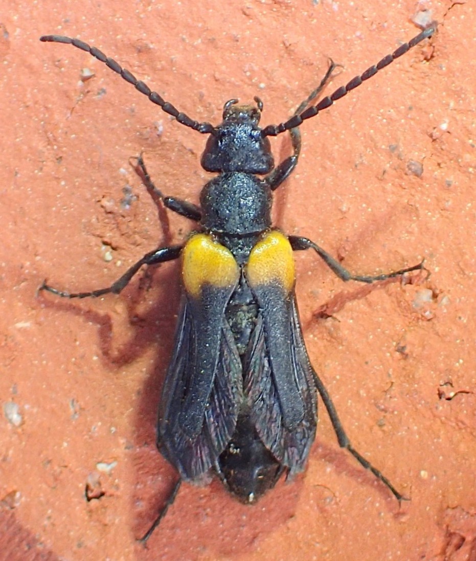 Photo of Flame-shouldered blister beetle