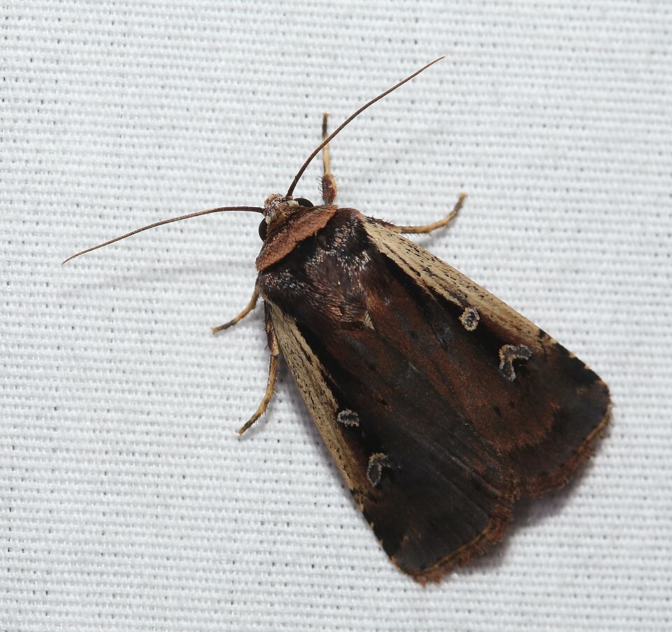 Photo of Flame-shouldered dart