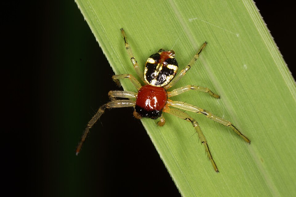 Photo of Flat abdomen crab spider
