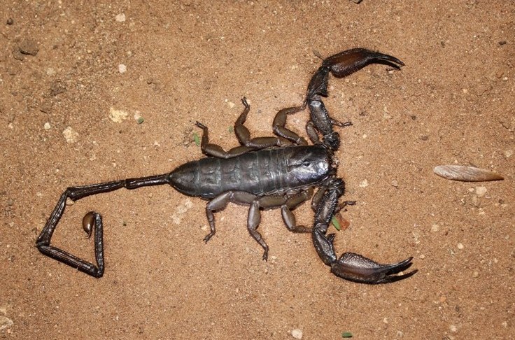 Photo of Flat rock scorpion