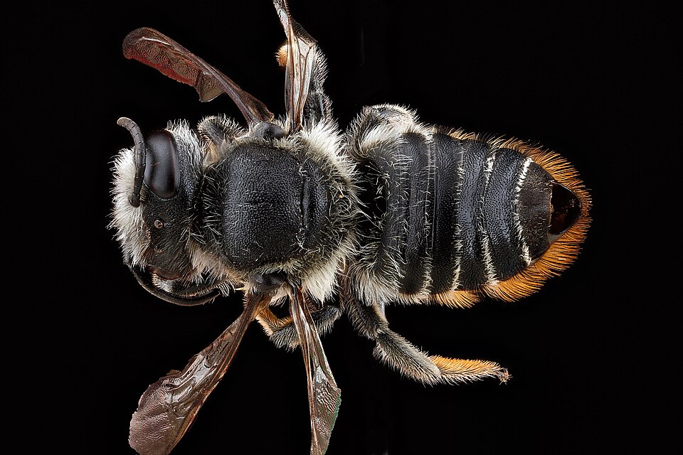 Photo of Flat-tailed leafcutter bee