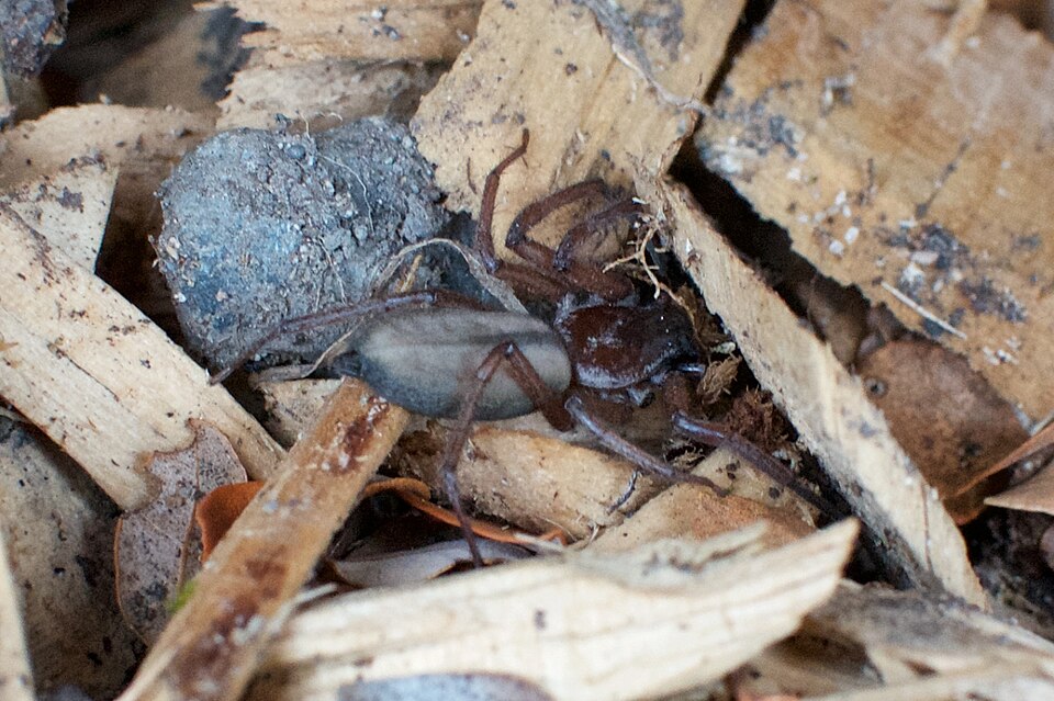 Photo of Flattened bark spider