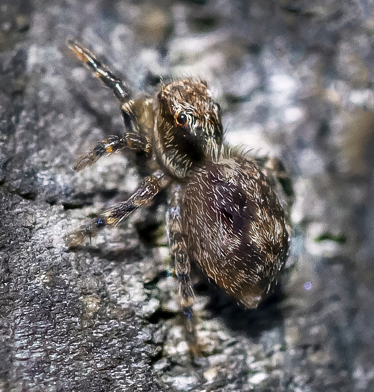 Photo of Flea jumping spider