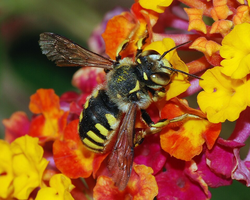 Photo of Florentine woolcarder bee