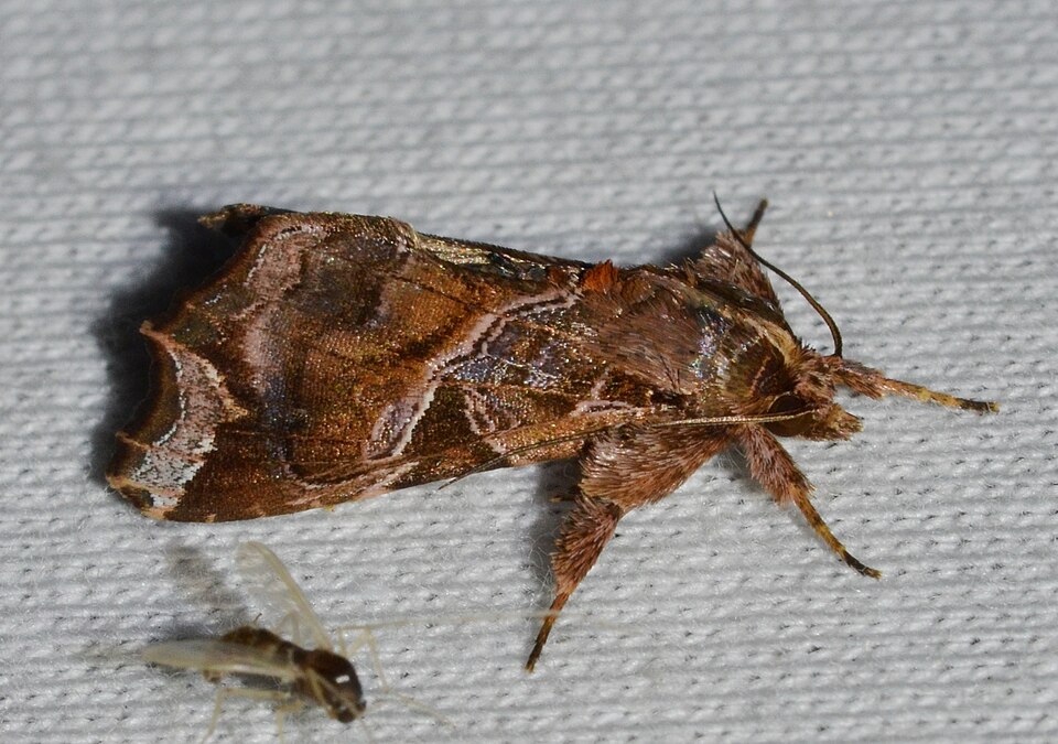 Photo of Florida fern moth