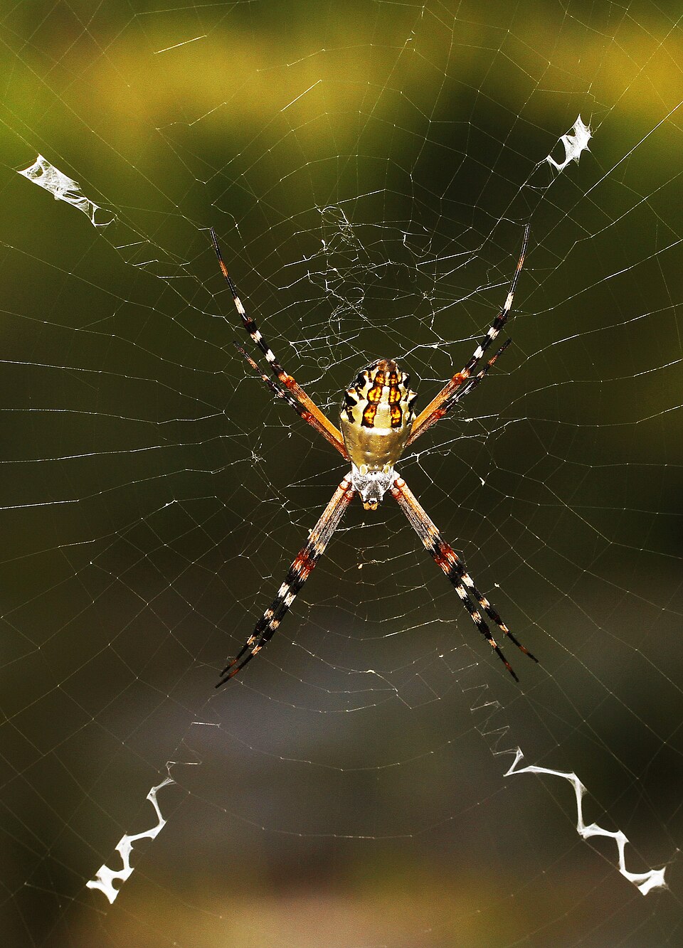Photo of Florida garden spider