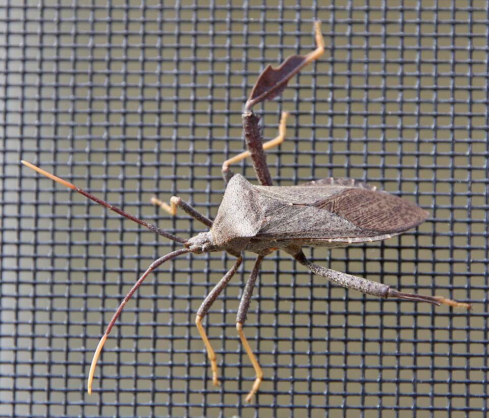 Photo of Florida leaf-footed bug