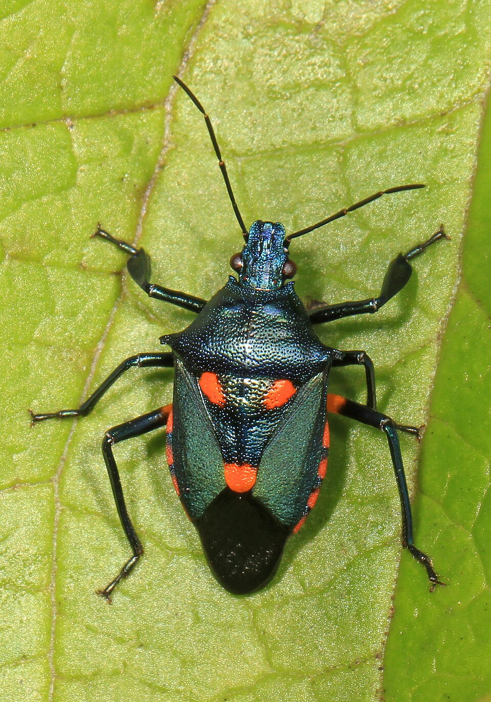 Photo of Florida predatory stink bug