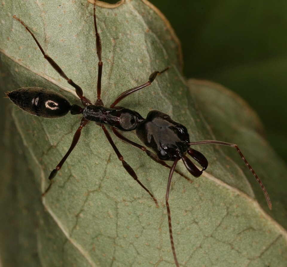 Photo of Florida trap-jaw ant