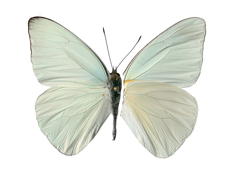 Photo of Florida white