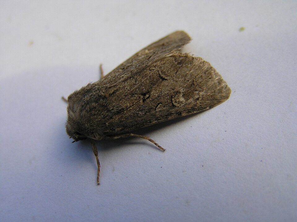Photo of Flounced rustic