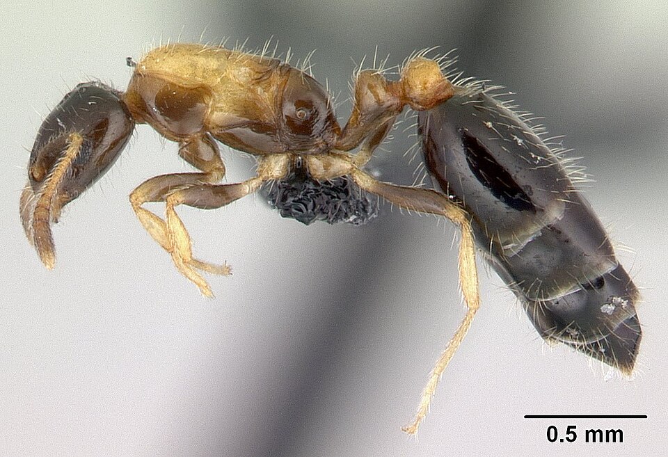Photo of Flower ant