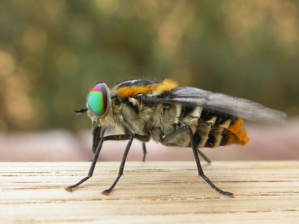 Photo of Flower-feeding march fly