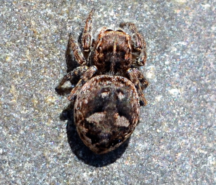 Photo of Flower jumping spider