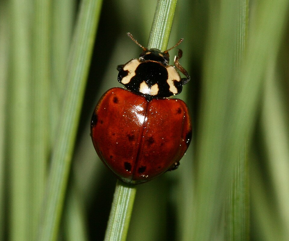 Photo of Flying saucer lady beetle