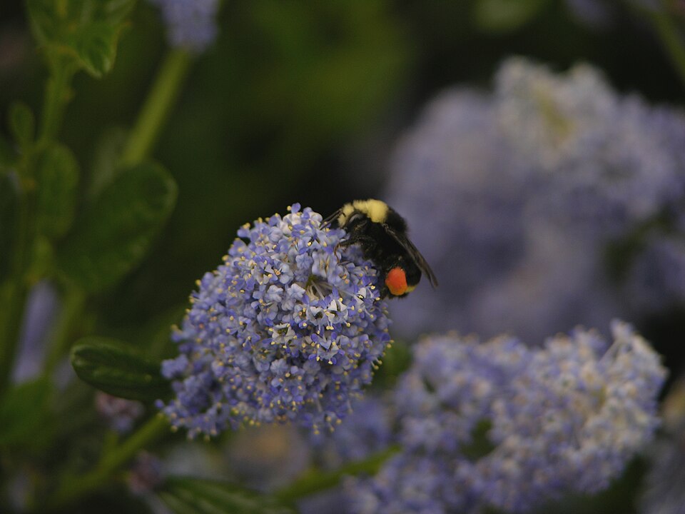 Photo of Fog-belt bumble bee