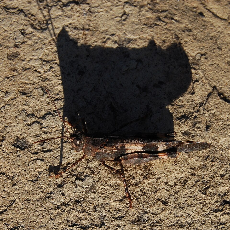 Photo of Fontana grasshopper