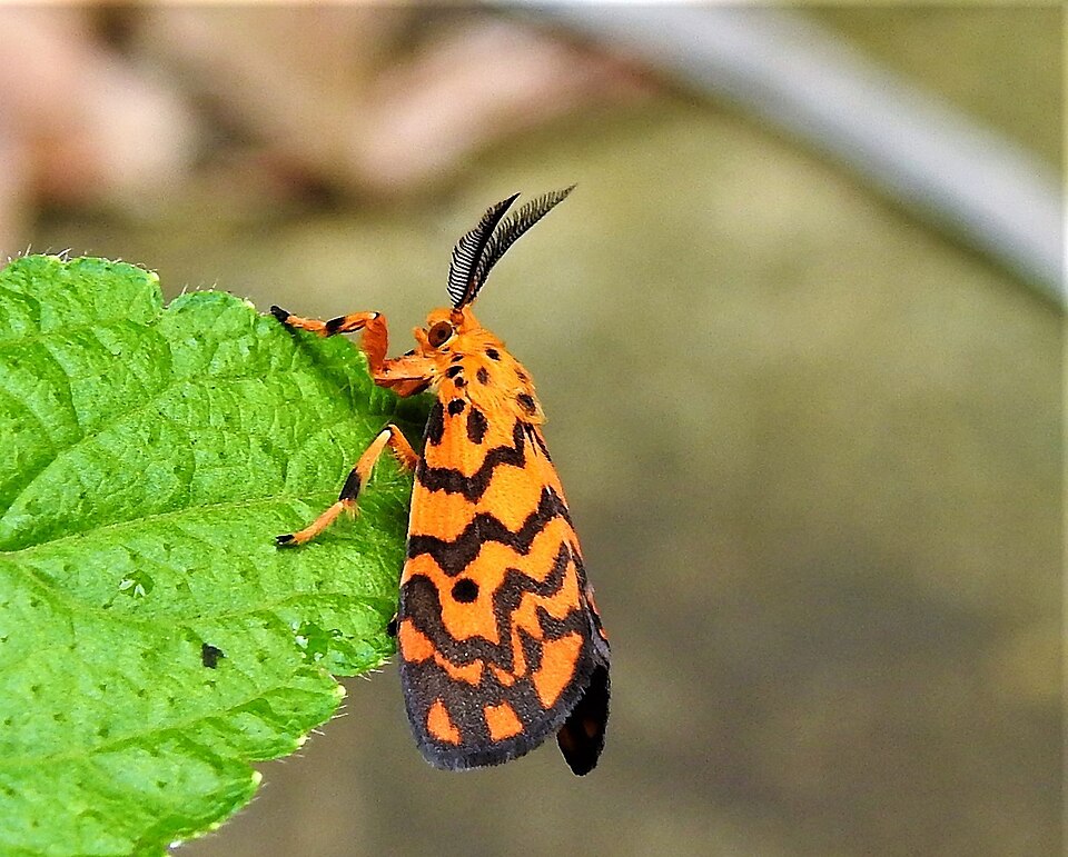 Photo of Footman moth