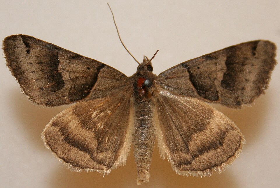 Photo of Forage looper moth