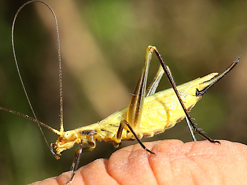 Photo of Forbes' tree cricket