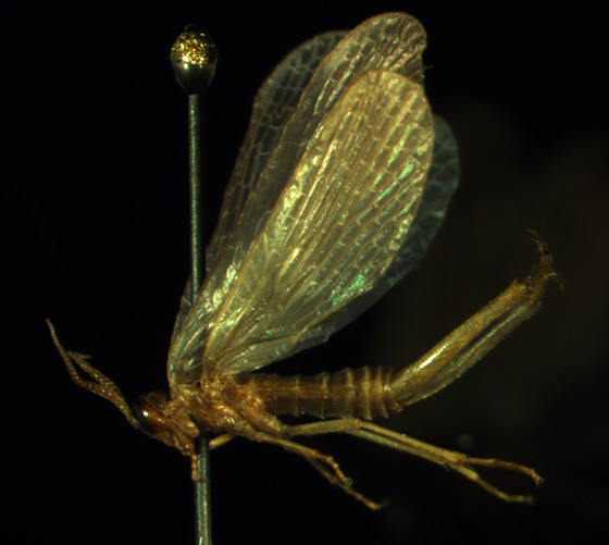 Photo of Forcepfly