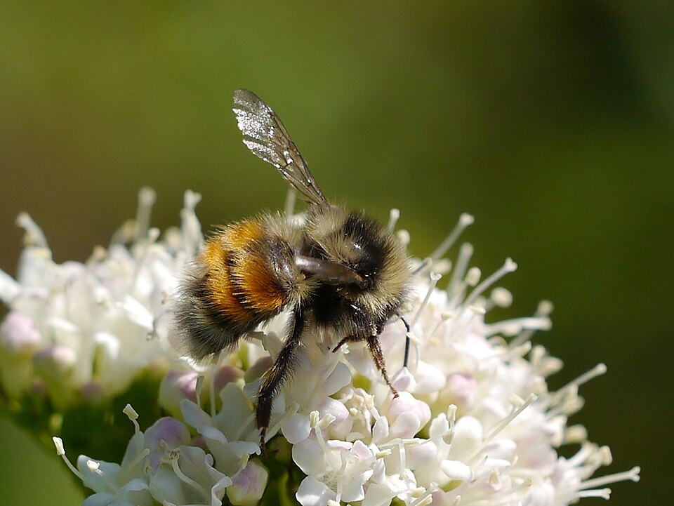Photo of Forest bumble bee