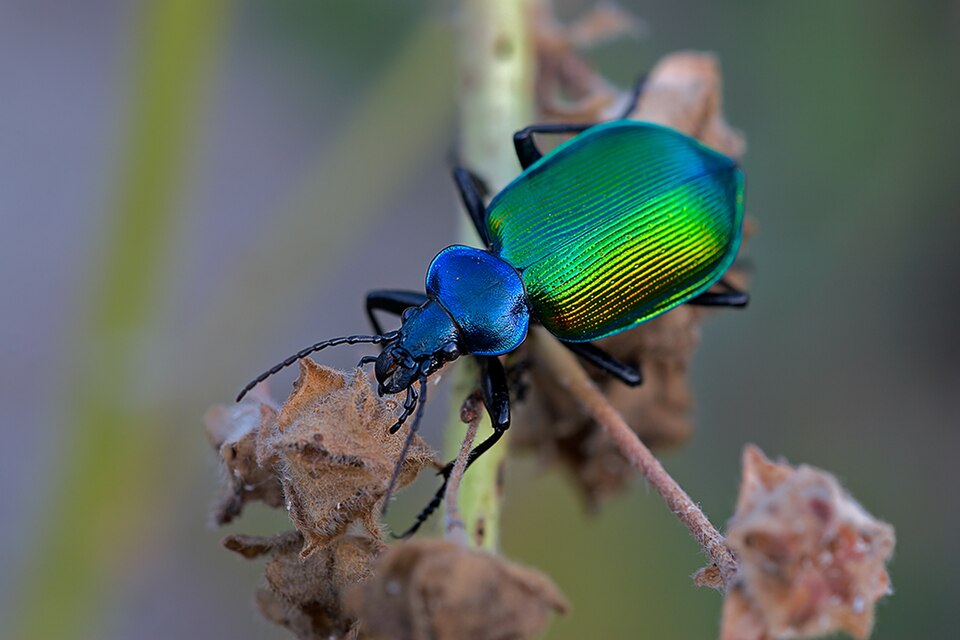 Photo of Forest caterpillar hunter