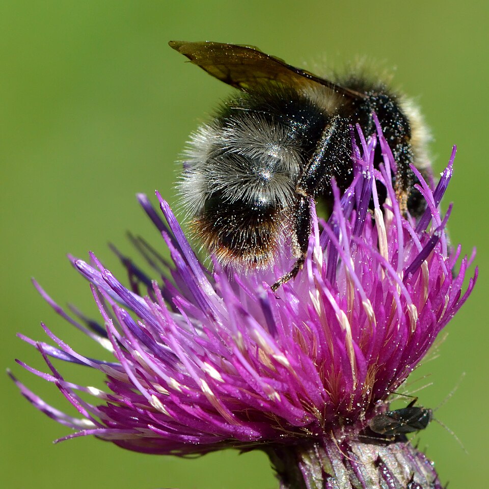 Photo of Forest cuckoo bumble bee