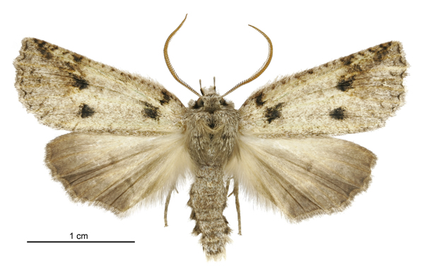Photo of Forest semilooper