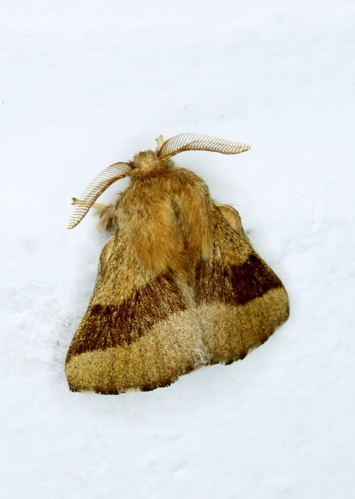 Photo of Forest tent caterpillar